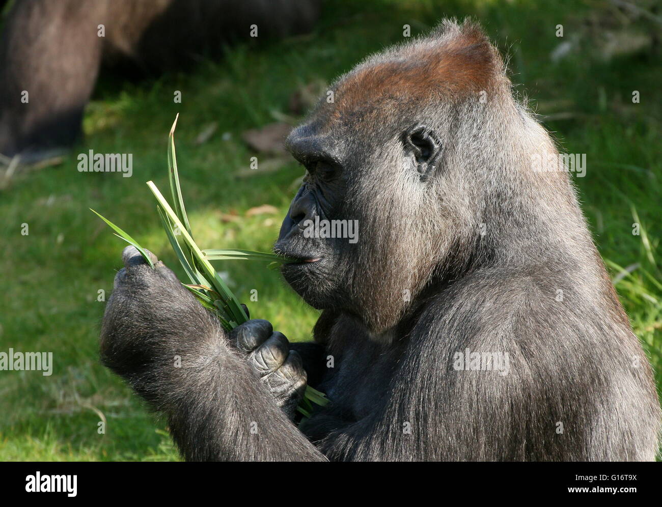 Mature male Western lowland gorilla eating grass and leaves Stock Photo