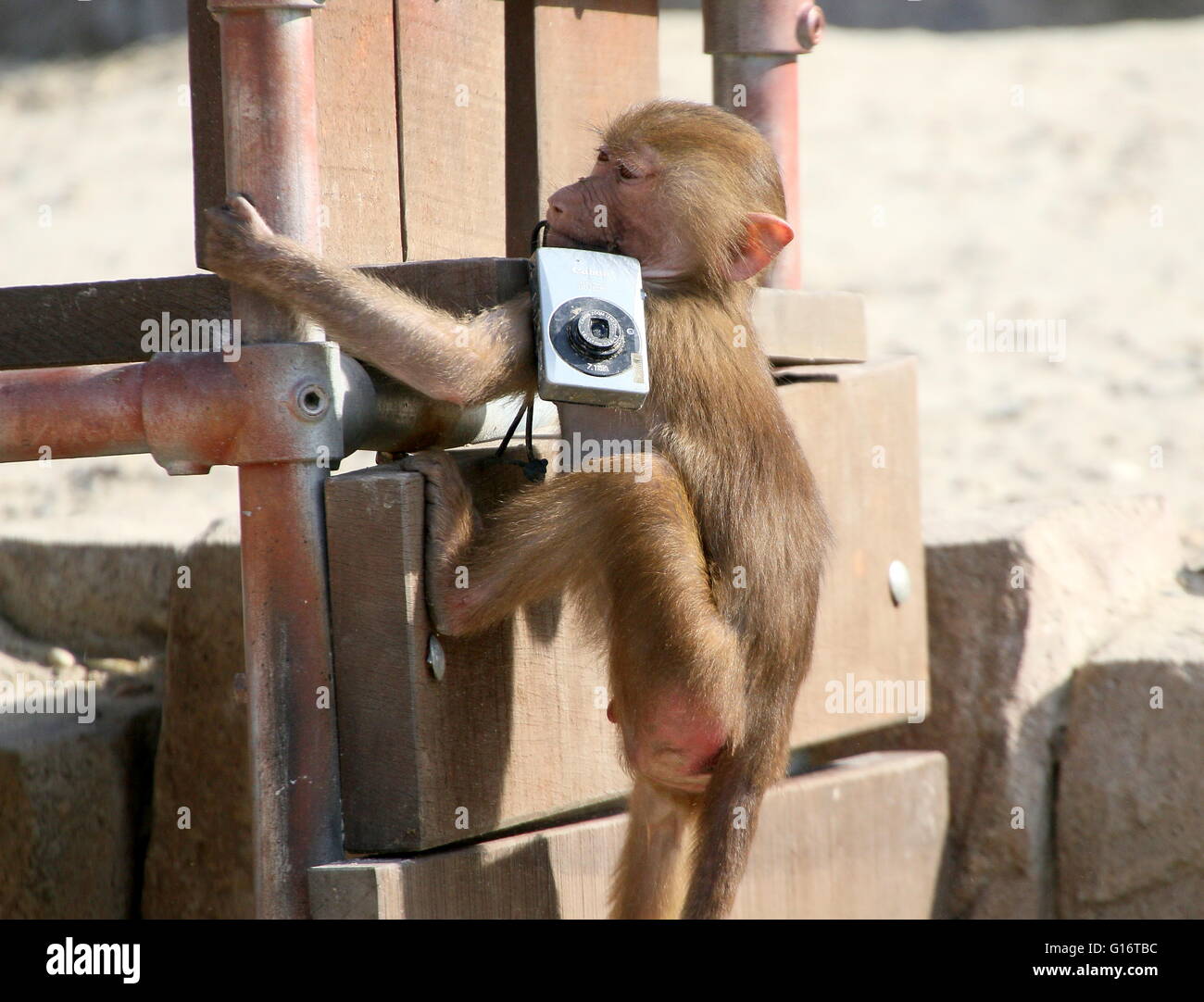 Young African Sacred baboon (Papio hamadryas) boisterously playing with a Canon Compact camera in a Dutch zoo (9 images) Stock Photo