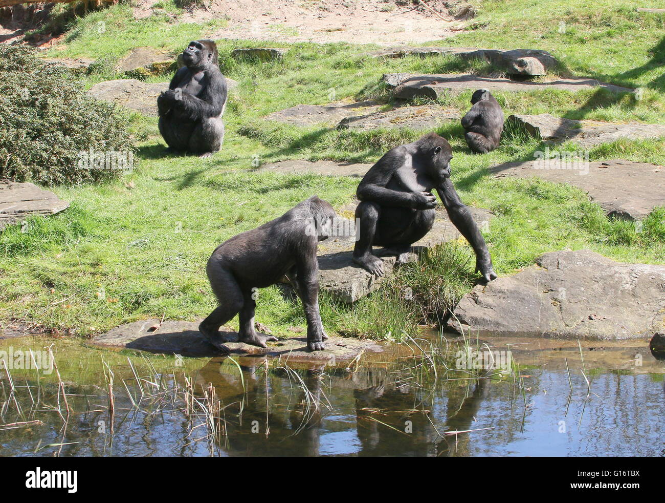 Extended family of Western lowland gorillas on the shore of a small stream Stock Photo