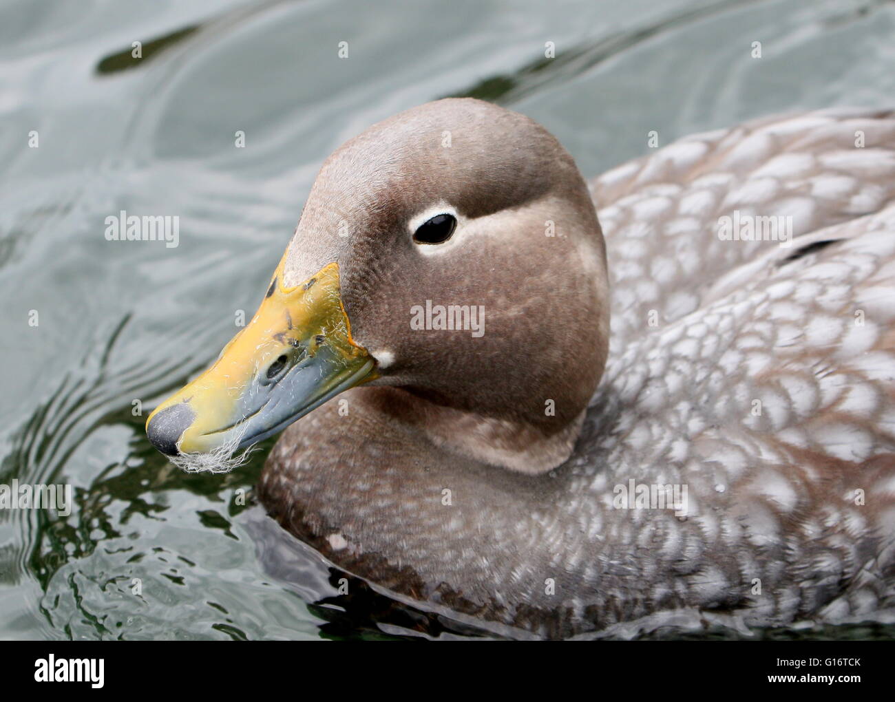 South American Flying steamer duck (Tachyeres patachonicus) swimming Stock Photo Alamy