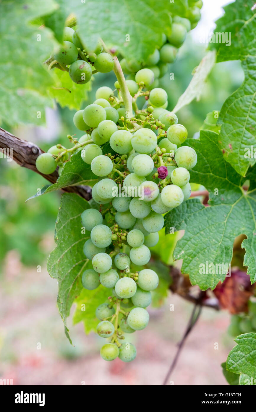 Bunch green grapes on vineyard hi-res stock photography and images - Alamy