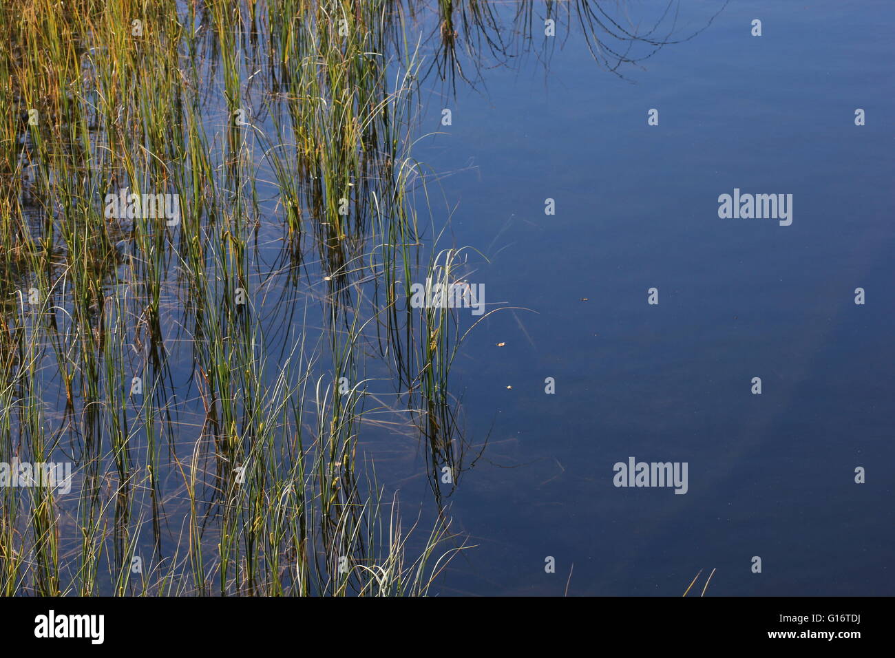 Reflections on lake and grass Stock Photo - Alamy