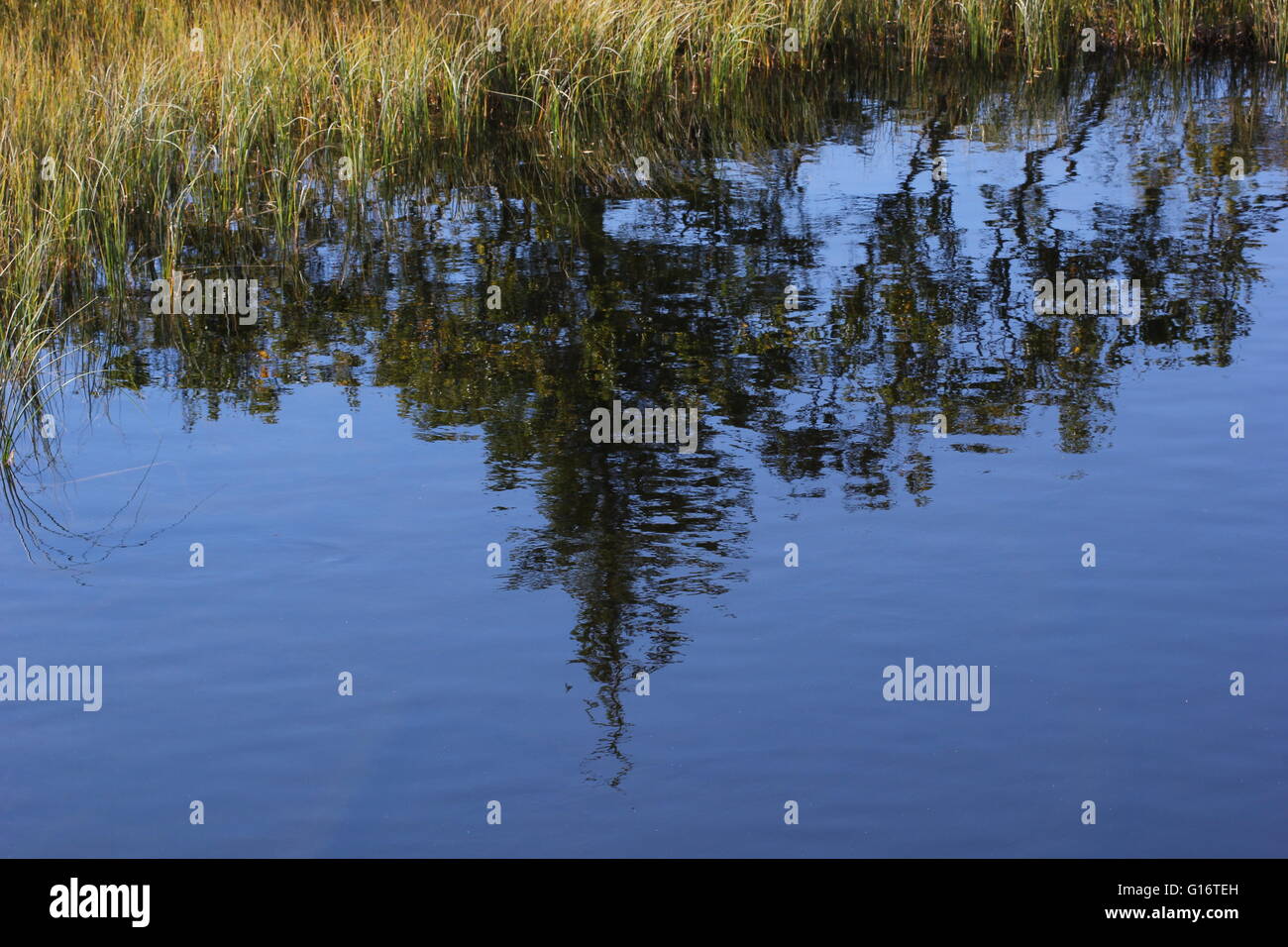 Tree reflections on lake and grass Stock Photo - Alamy
