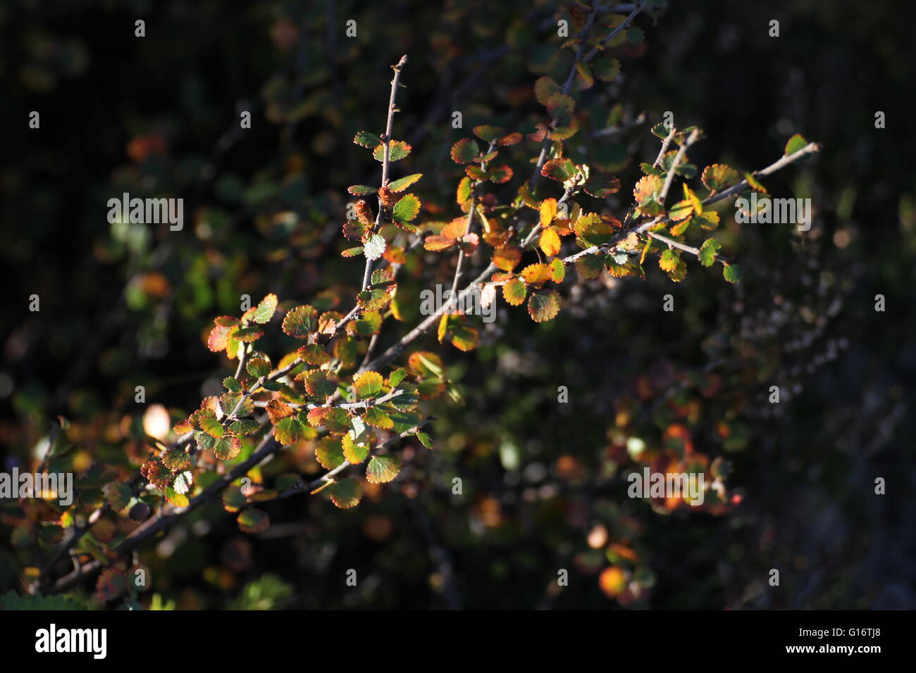 Branch of the dwarf birch (Betula nana), a birch species growing only as dwarf shrub in Northern Europe. Stock Photo