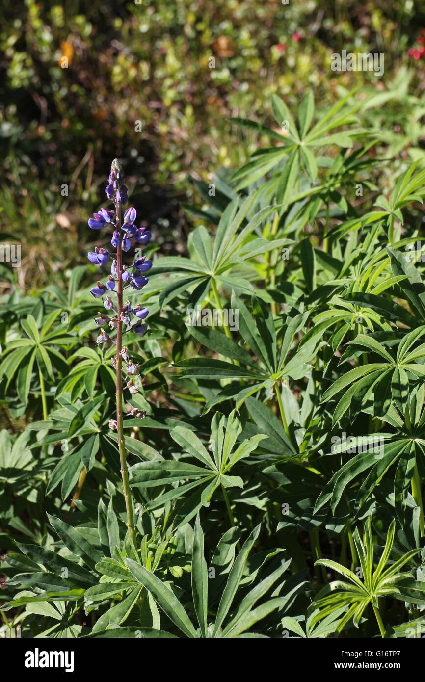 Blossoms of the garden lupin (Lupinus polyphyllus) with the fingered leaves in the background. Stock Photo