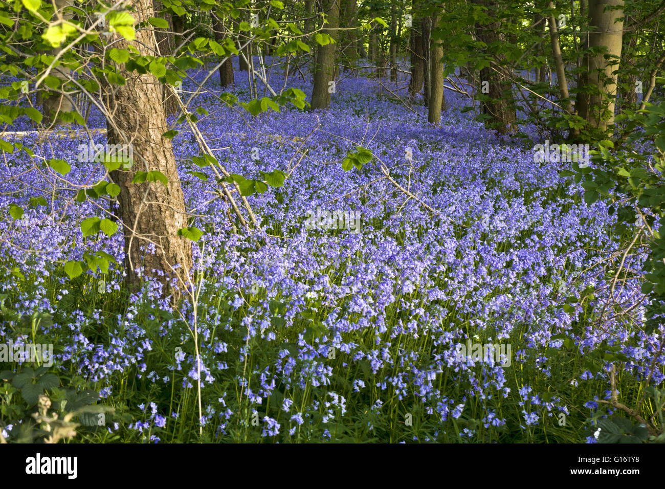 Bluebells in a wood Hyacinthoides non-scripta Stock Photo