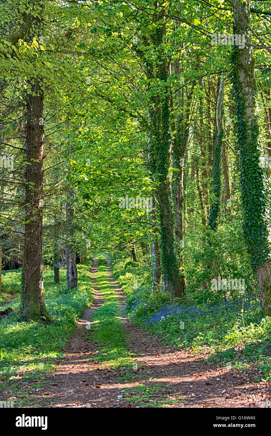 Wooded Path Springtime Bluebells leaves hi-res stock photography and images - Alamy