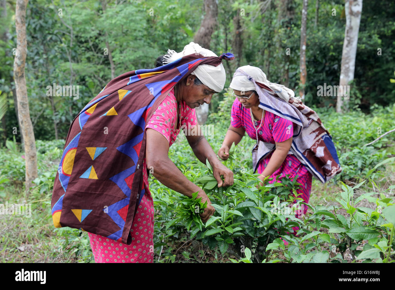 Tea pickers in a tea plantation of the Peermade Development Society PDS, Peermade, Kerala, India