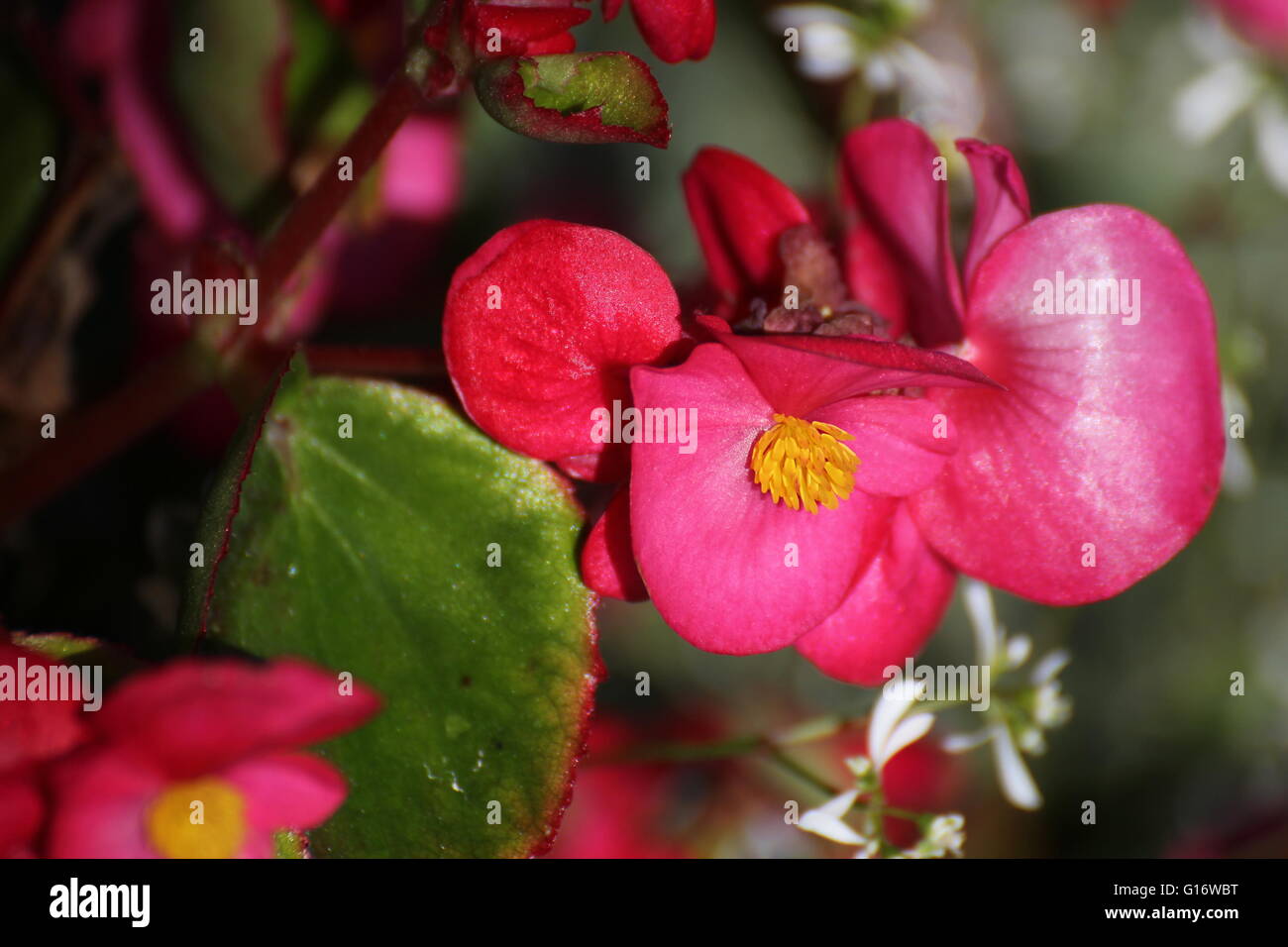 Blossoms of ornamental Begonia x semperflorens-cultorum hybrid. Stock Photo