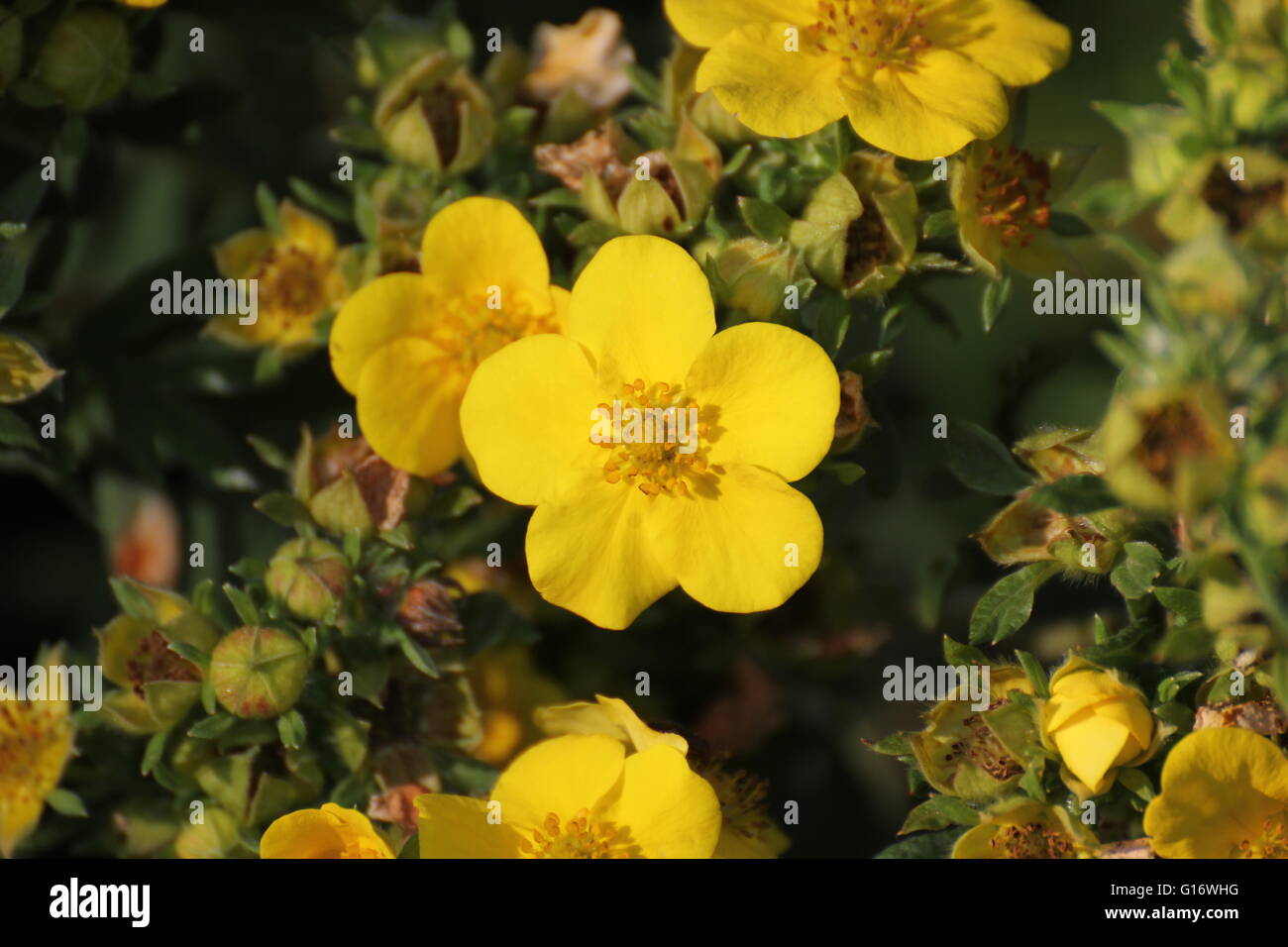 Blossoms of the shrubby cinquefoil (Dasiphora fruticosa syn. Potentilla fruticosa). Stock Photo