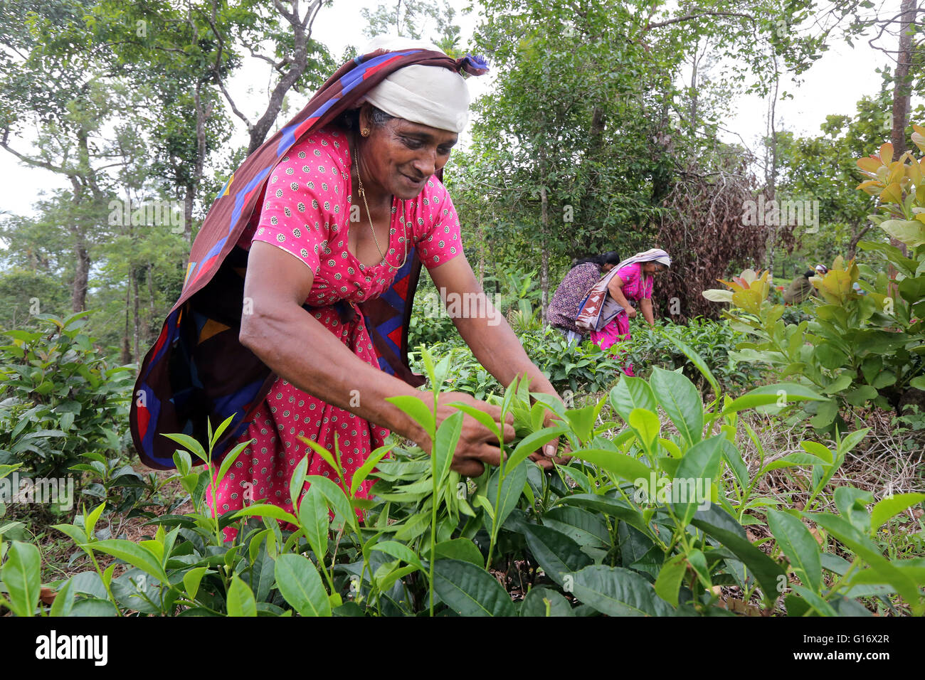 Tea pickers in a tea plantation of the Peermade Development Society PDS, Peermade, Kerala, India