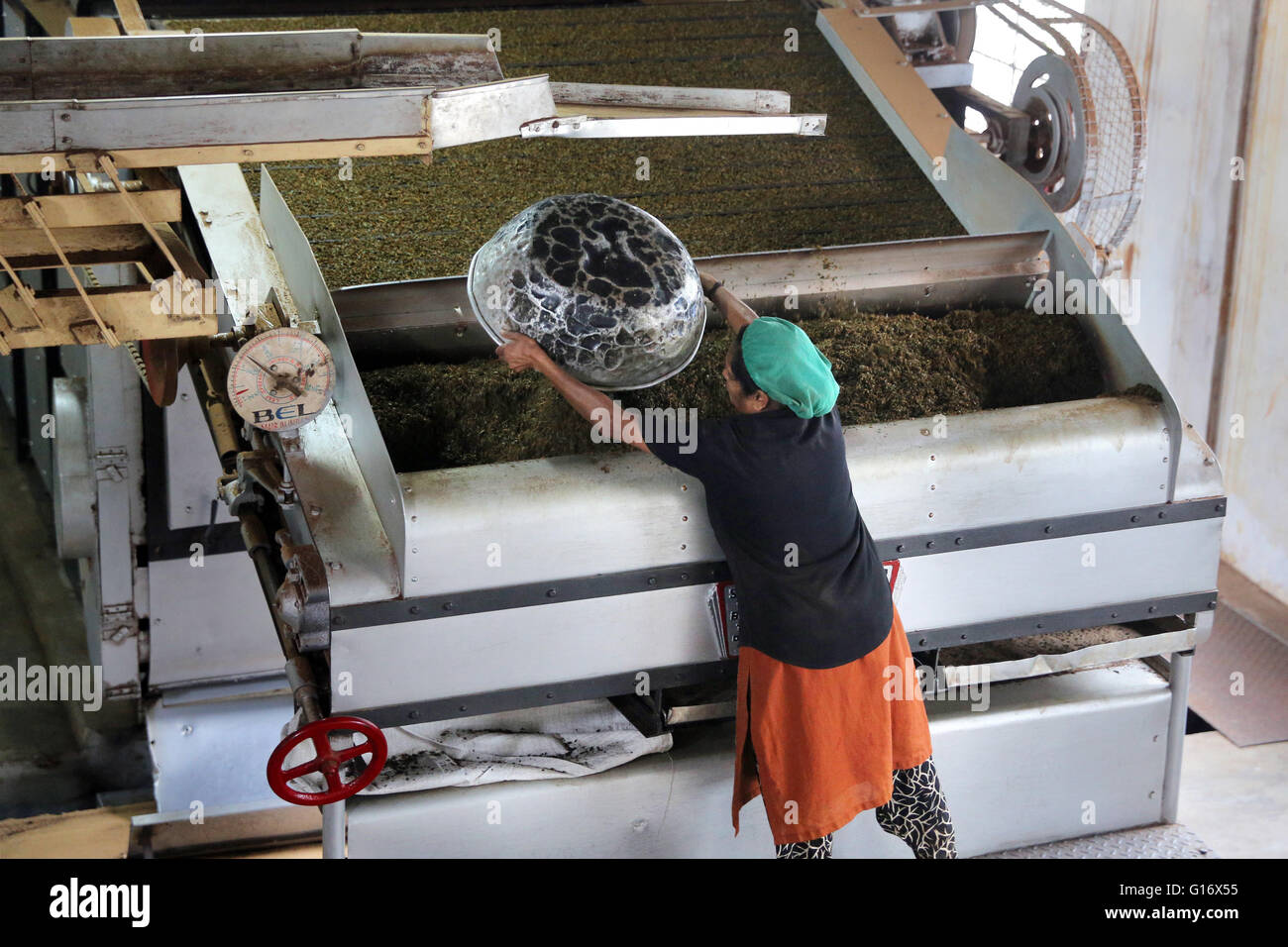 Processing and production in the tea factory of Peermade Development