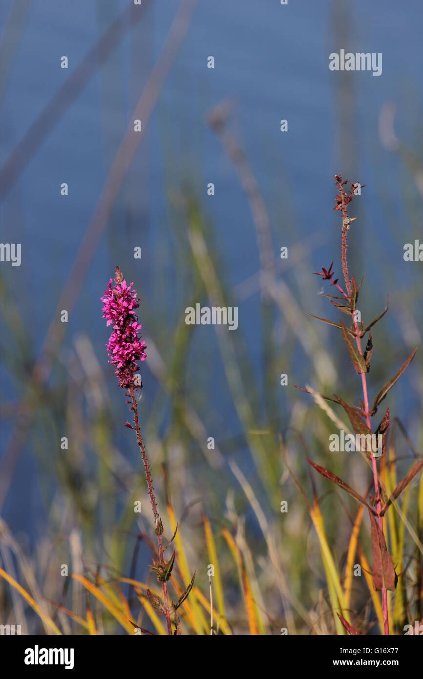 Blossoms of purple loosestrife (Lythrum salicaria) with reed and water in background. Stock Photo