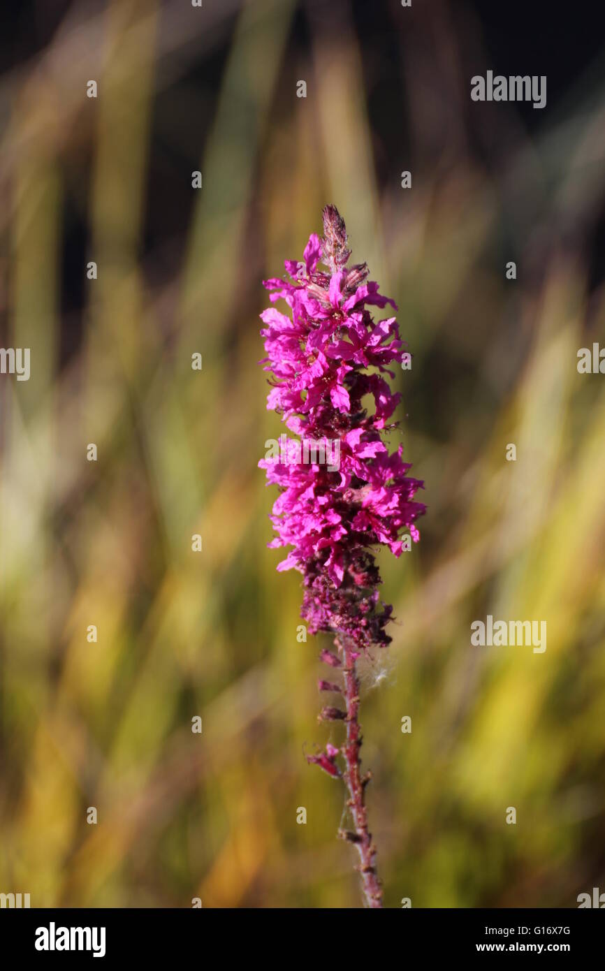 Blossoms of purple loosestrife (Lythrum salicaria) with reed in background. Stock Photo