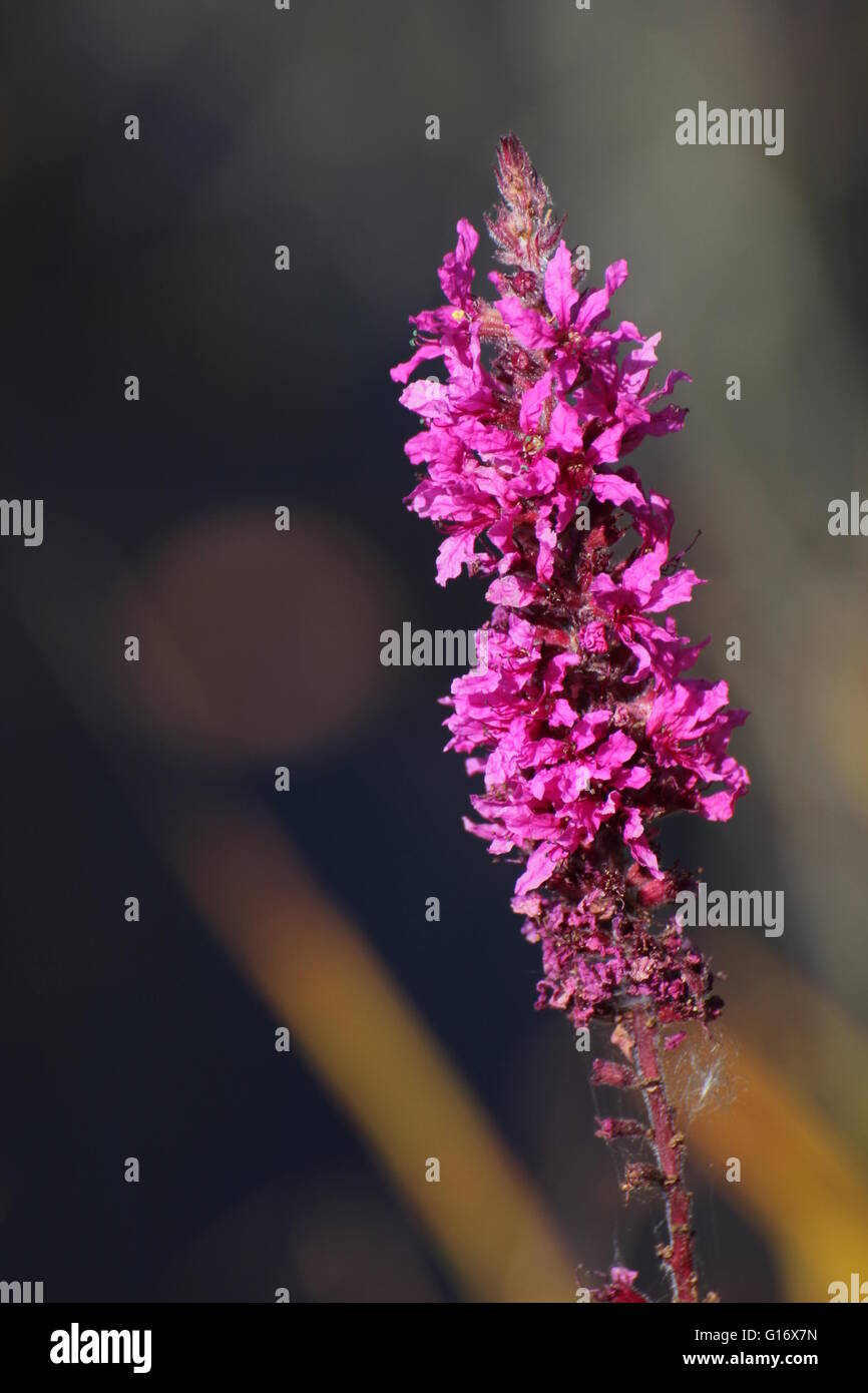 Blossoms of purple loosestrife (Lythrum salicaria) with reed in background. Stock Photo
