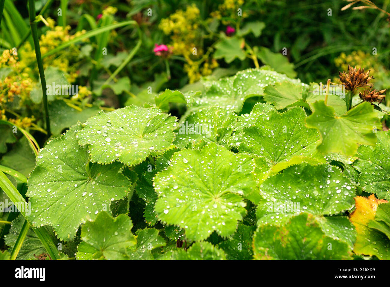 Alchemilla Vulgaris aka Lady's Mantle covered in rain drops.  Alchemilla Vulgaris aka Lady's Mantle, is an herbaceous perennial plant in Europe and Greenland  Model Release: No.  Property Release: No. Stock Photo