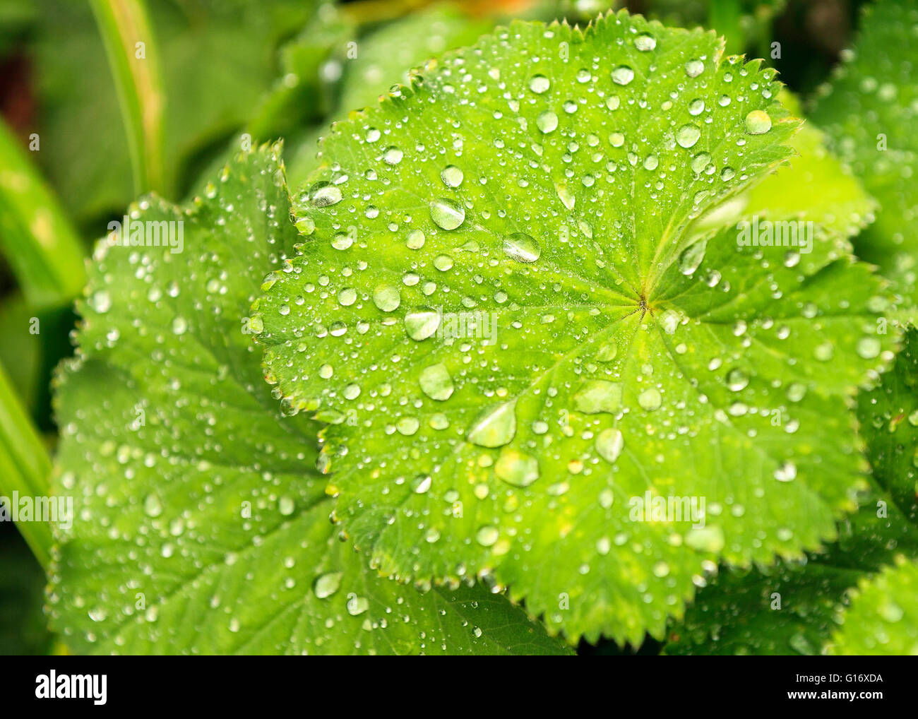 Alchemilla Vulgaris aka Lady's Mantle covered in rain drops.  Alchemilla Vulgaris aka Lady's Mantle, is an herbaceous perennial plant in Europe and Greenland  Model Release: No.  Property Release: No. Stock Photo