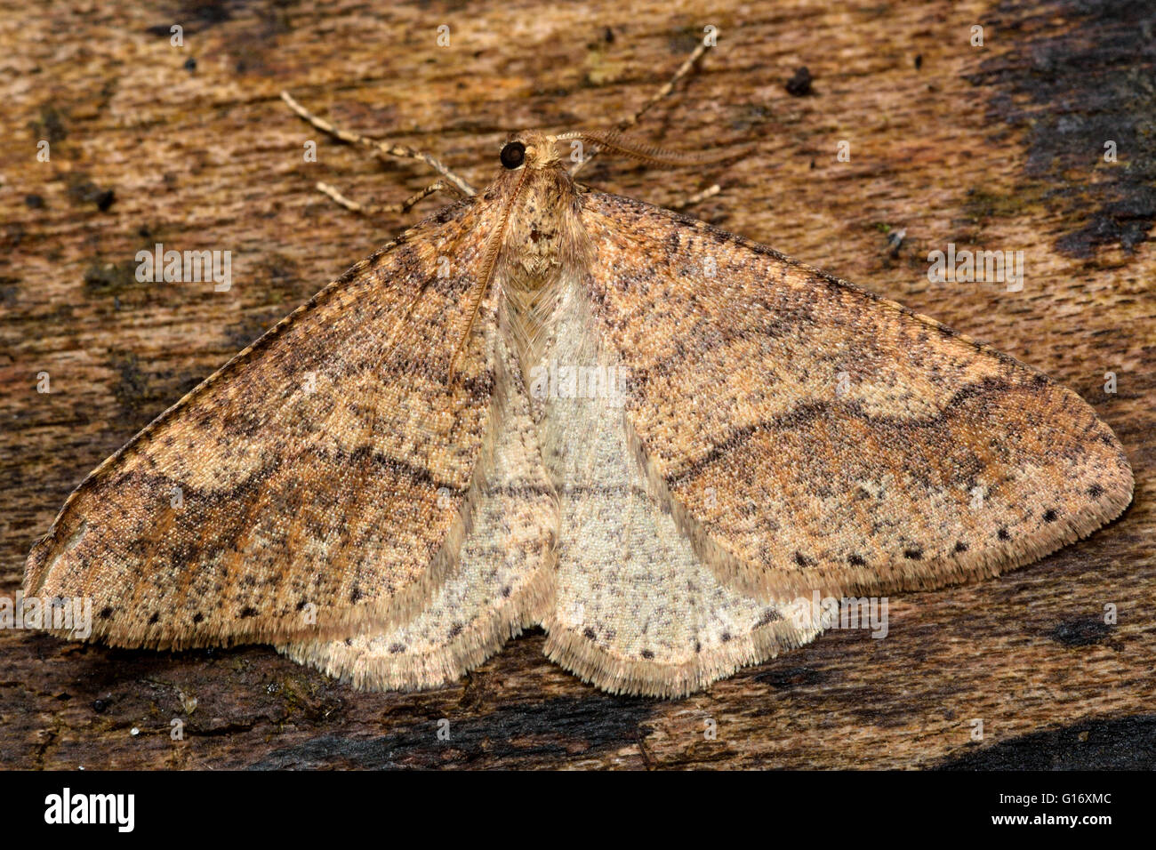 Dotted border moth (Agriopis marginaria). British insect in the family Geometridae, the geometer moths Stock Photo