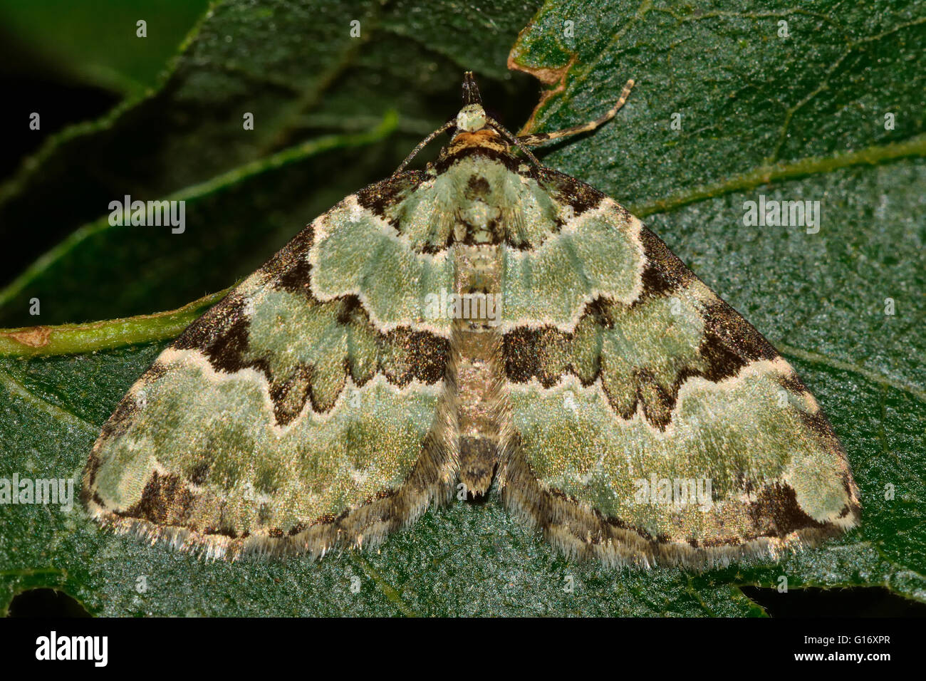 Green carpet moth (Colostygia pectinataria). British insect in the family Geometridae, the geometer moths Stock Photo