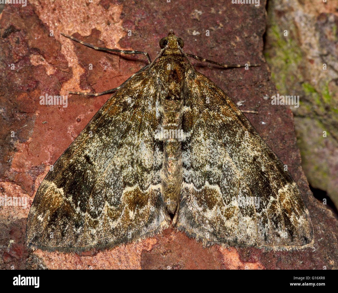 Common marbled carpet moth (Chloroclysta truncata). British insect in the family Geometridae, the geometer moths Stock Photo