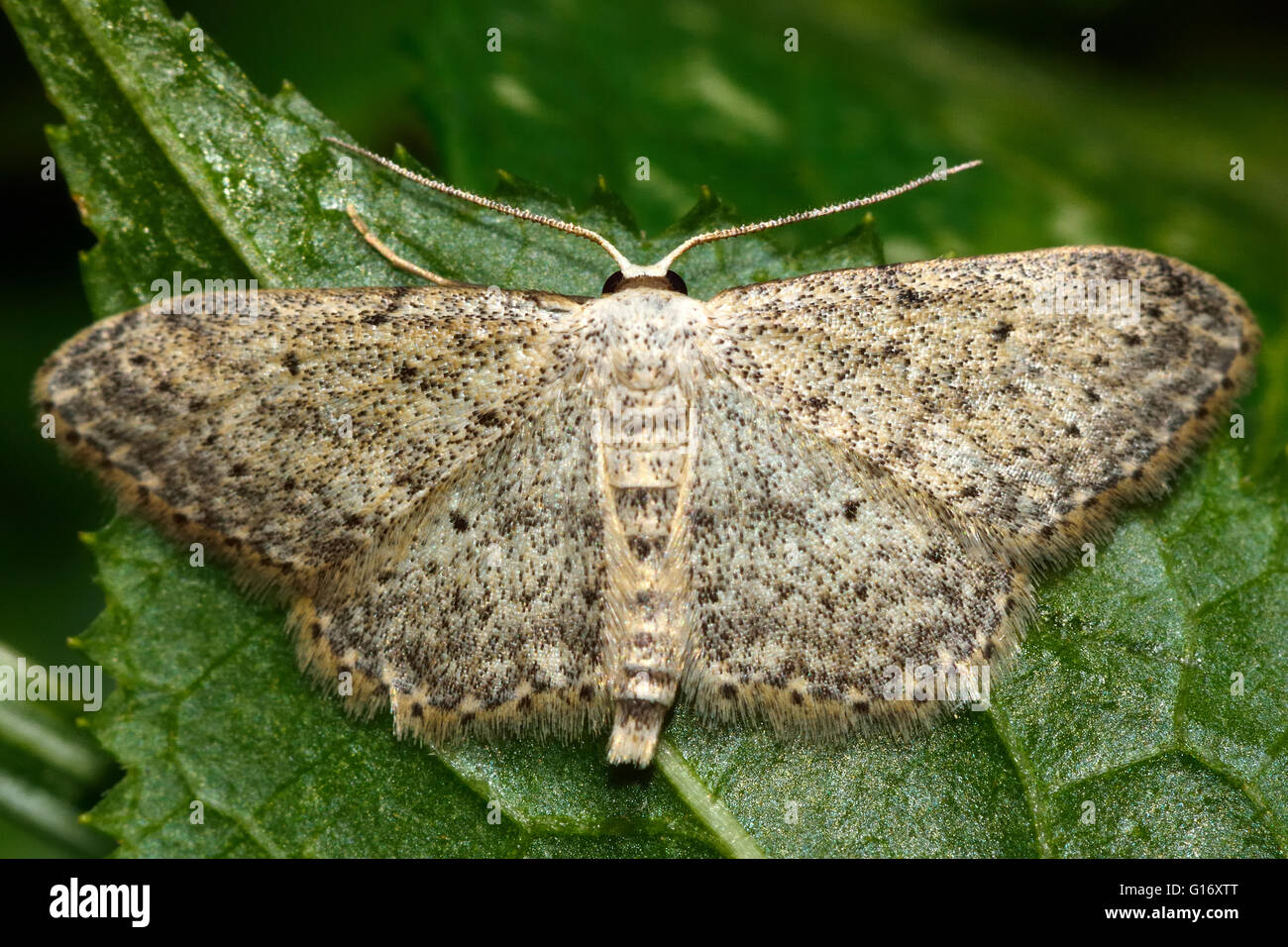 Small dusty wave moth (Idaea seriata). British insect in the family Geometridae, the geometer moths Stock Photo