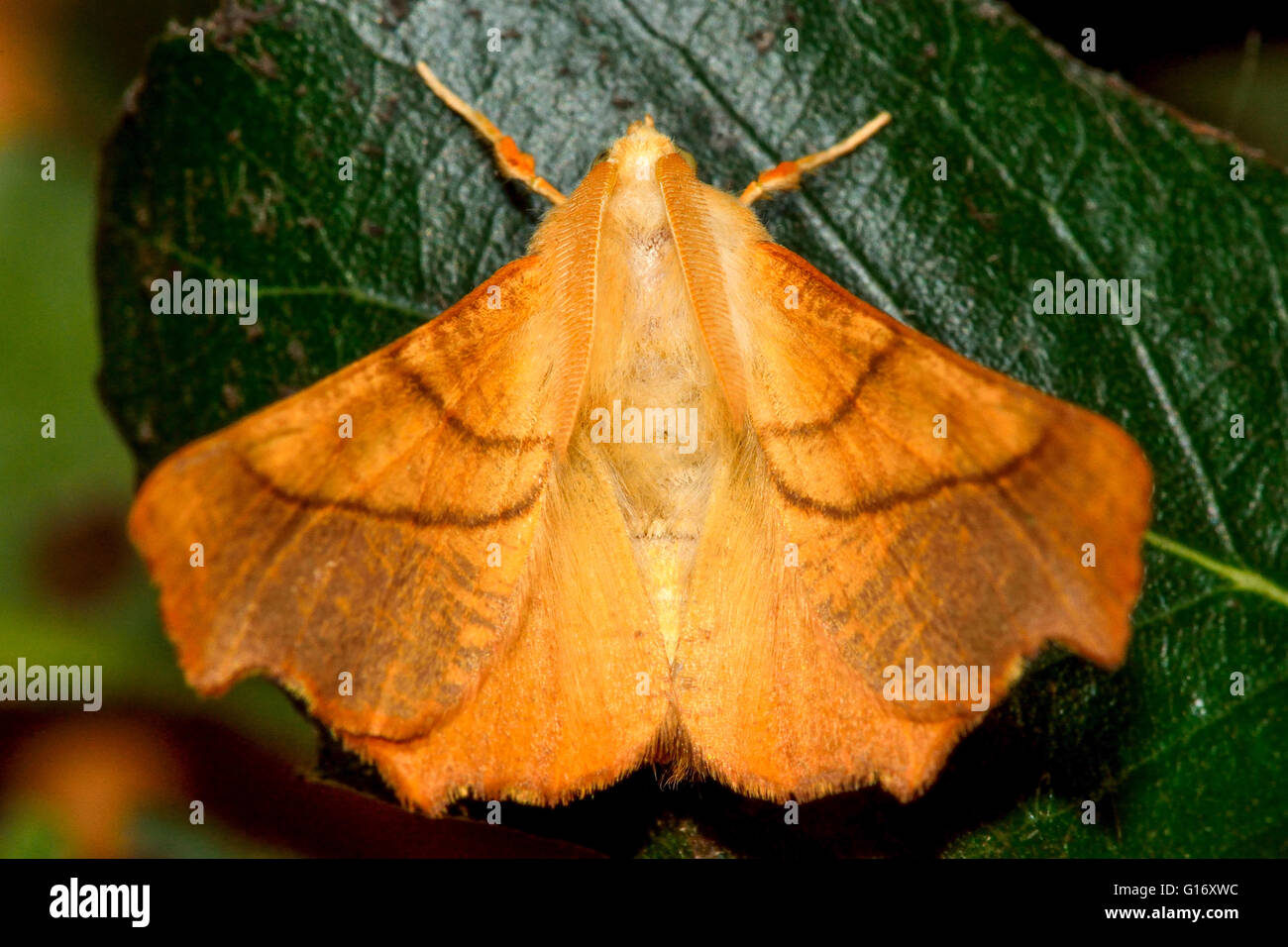 Dusky thorn moth (Ennomos fuscantaria). British insect in the family Geometridae, the geometer moths Stock Photo
