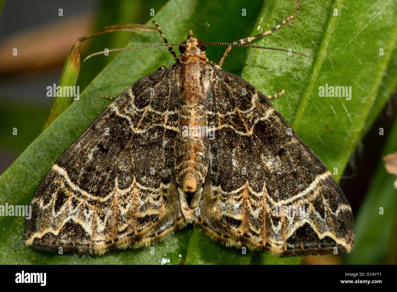 Small phoenix moth (Ecliptopera silaceata). British insect in the family Geometridae, the geometer moths Stock Photo