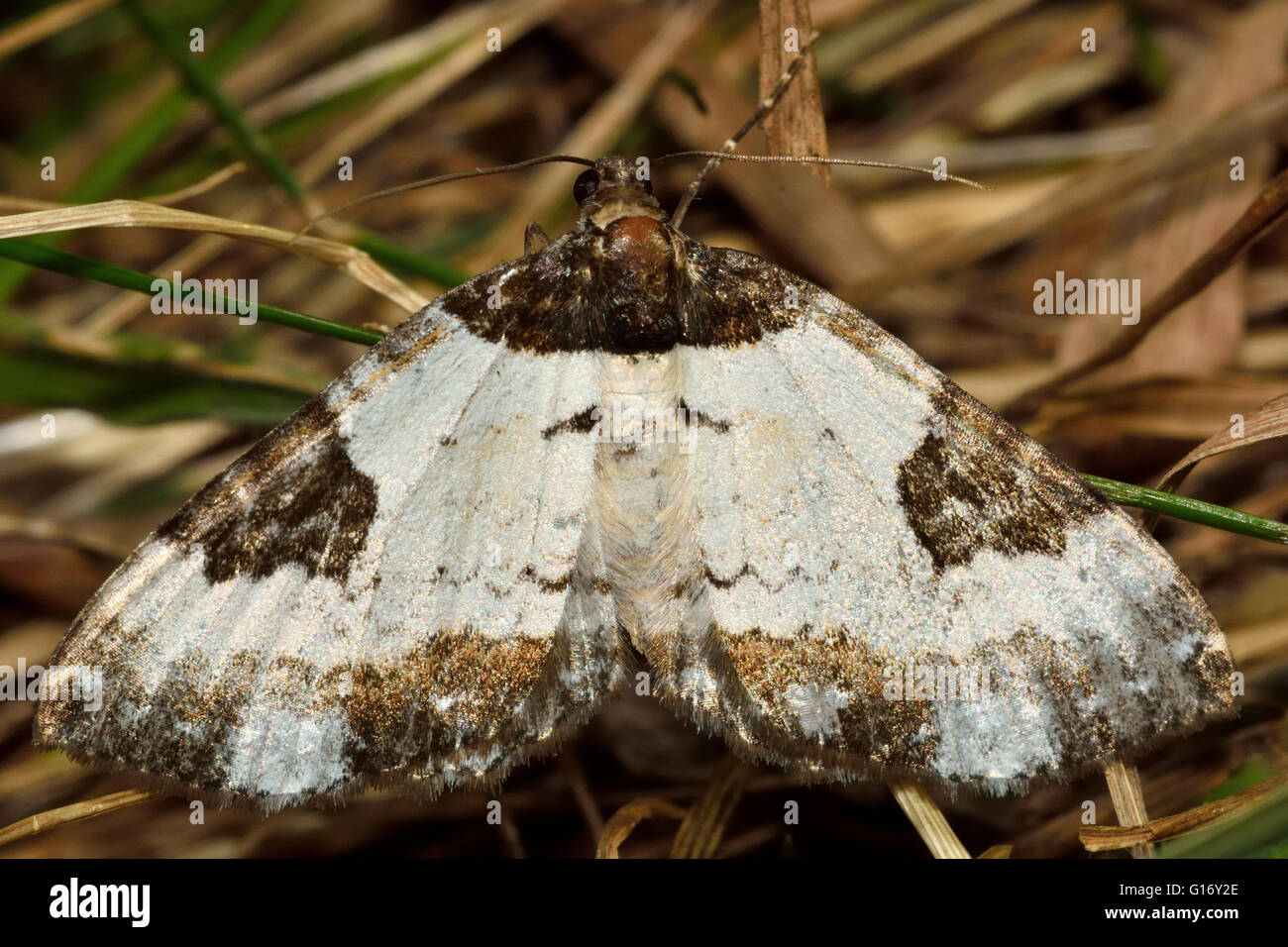 Pretty chalk carpet moth (Melanthia procellata). British insect in the family Geometridae, the geometer moths Stock Photo