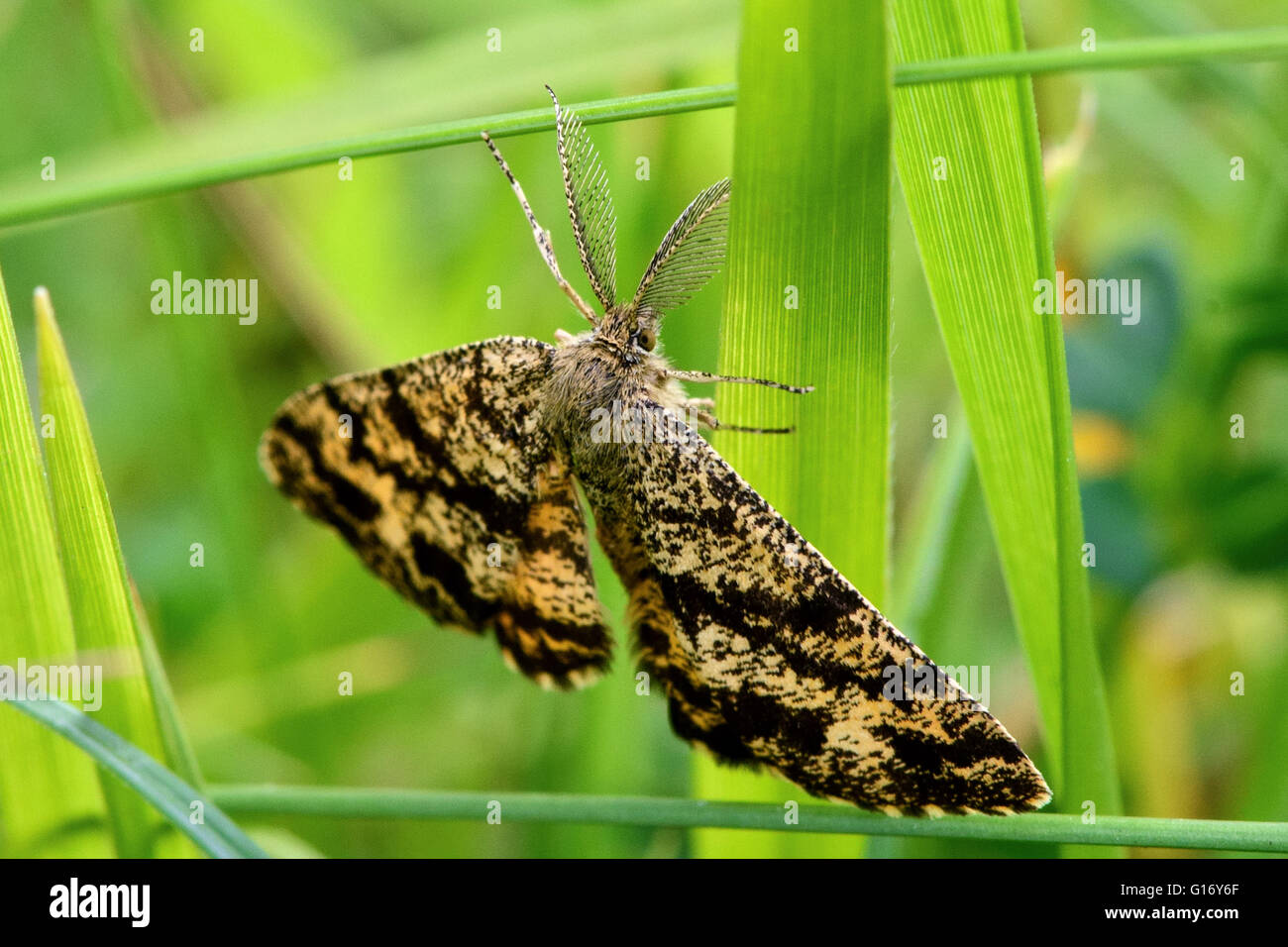 Common heath moth (Ematurga atomaria). British insect in the family Geometridae, the geometer moths Stock Photo