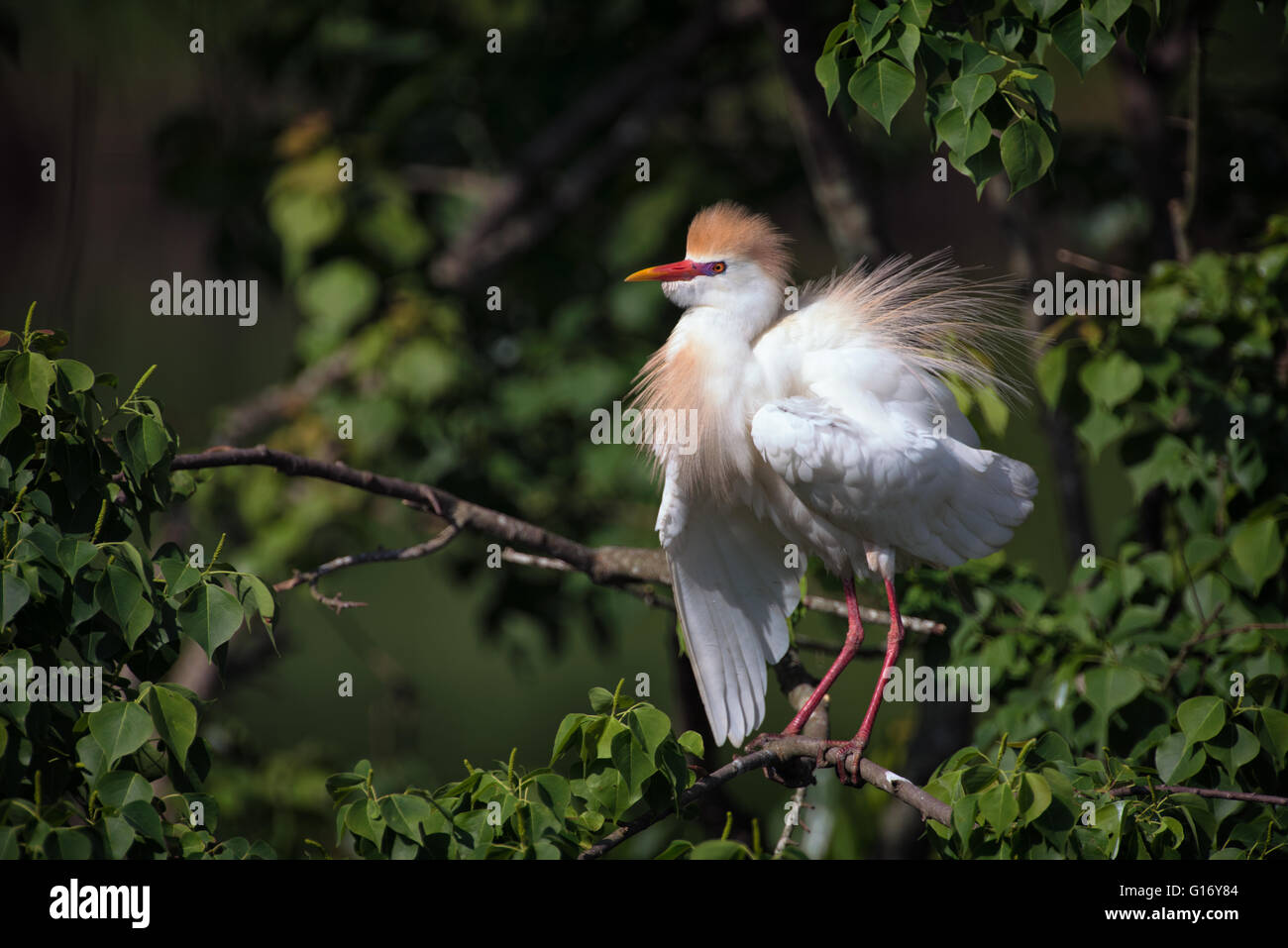 Tagak Cattle Egret in Breeding Plumage Stock Photo - Alamy
