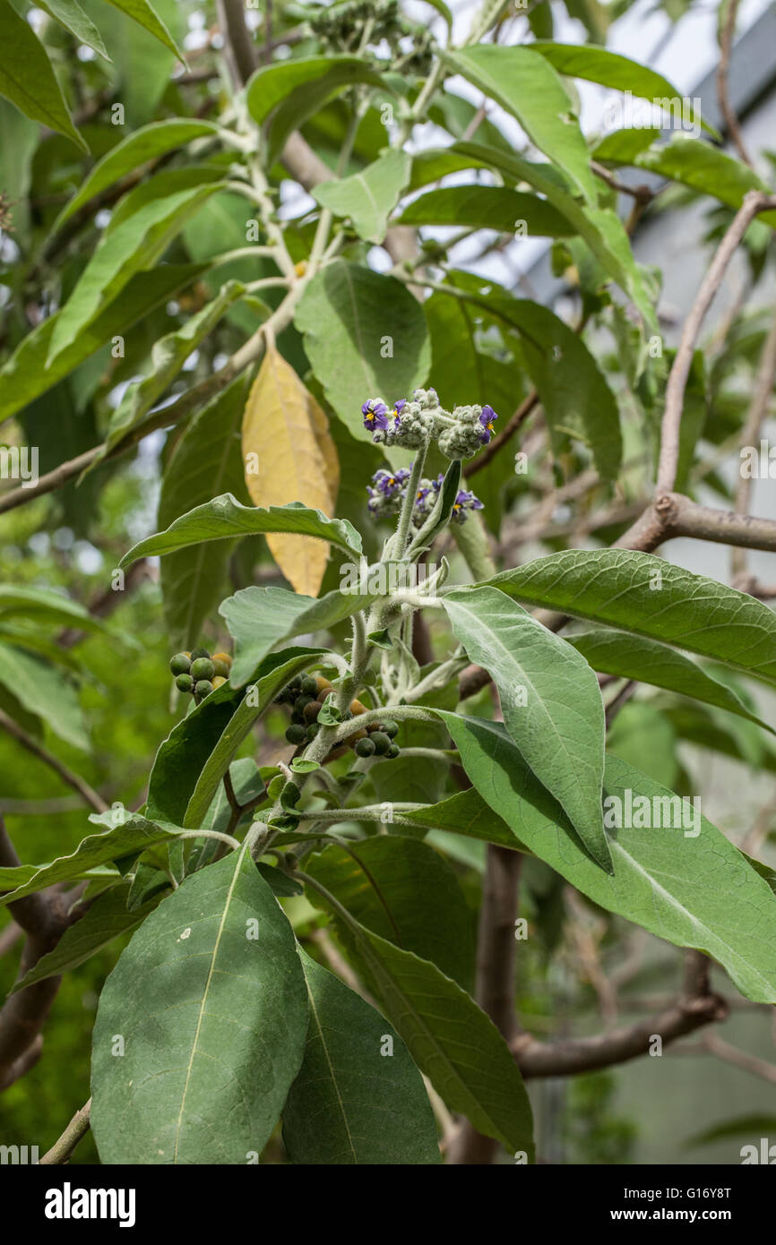 Solanum giganteum Stock Photo