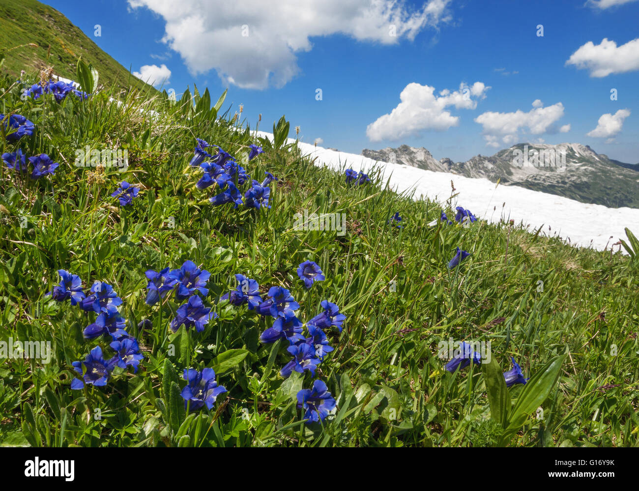 Blooming gentian in the mountains Stock Photo