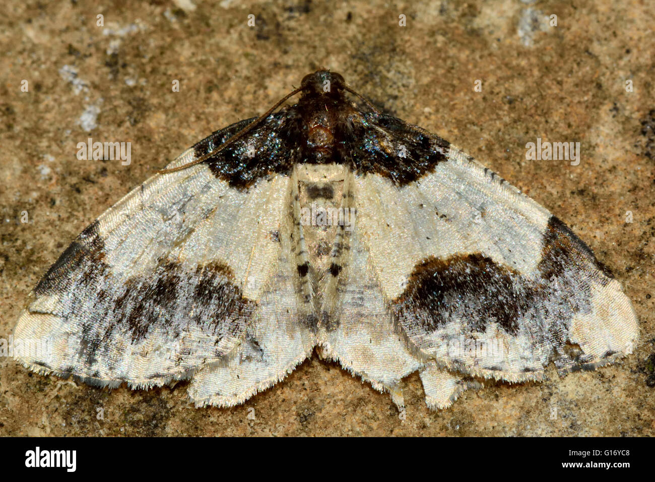 Scorched carpet moth (Ligdia adustata). British insect in the family Geometridae, the geometer moths Stock Photo