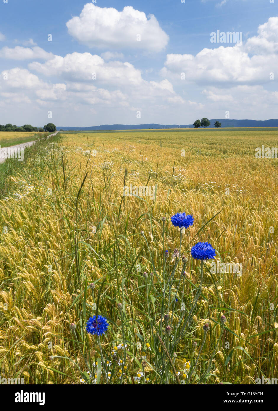 Three cornflowers in a grain field Stock Photo
