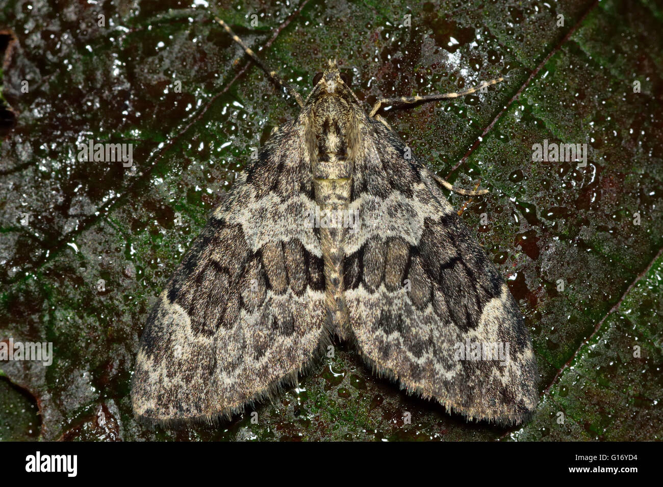 Spruce carpet moth (Thera britannica). British insect in the family Geometridae, the geometer moths Stock Photo