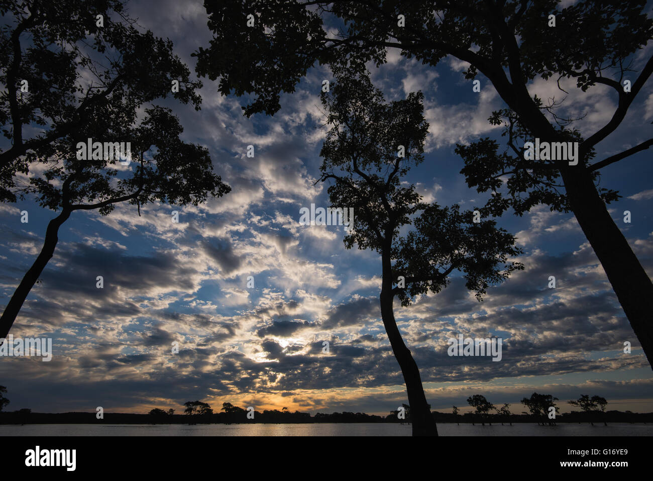 Tupelo at Sunrise Millers Lake Stock Photo Alamy