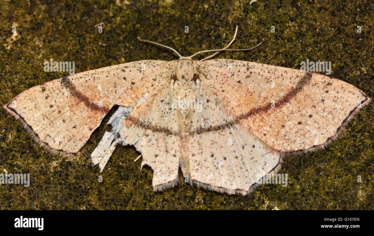 Maiden's blush (Cyclophora punctaria) after bird attack. British insect in the family Geometridae, the geometer moths Stock Photo