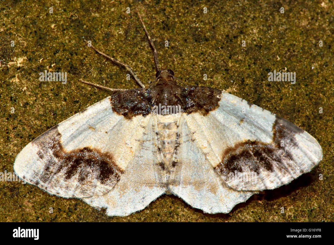 Scorched carpet from above (Ligdia adustata). British insect in the family Geometridae, the geometer moths Stock Photo