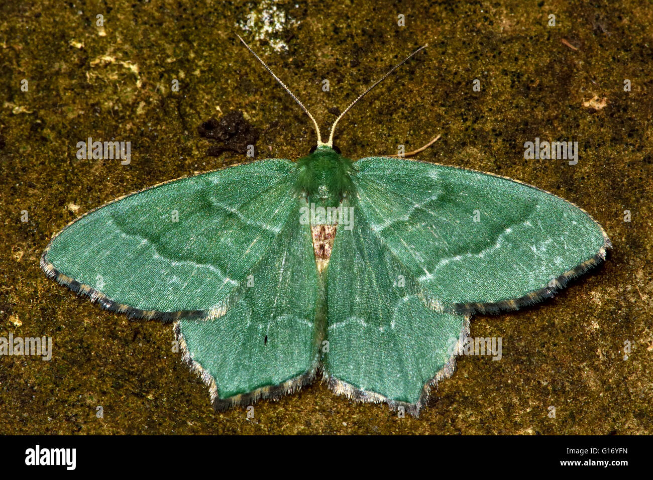 Common Emerald moth (Hemithea aestivaria) from above. British insect in