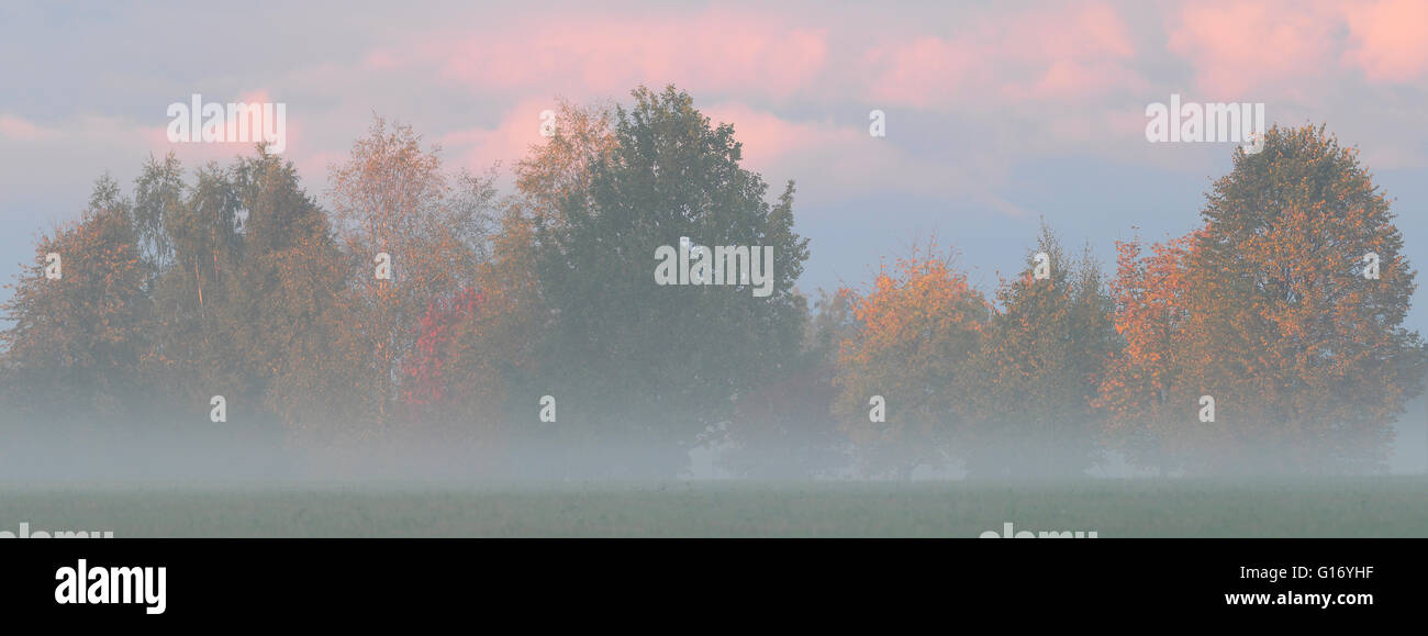 Trees in the mist Stock Photo - Alamy