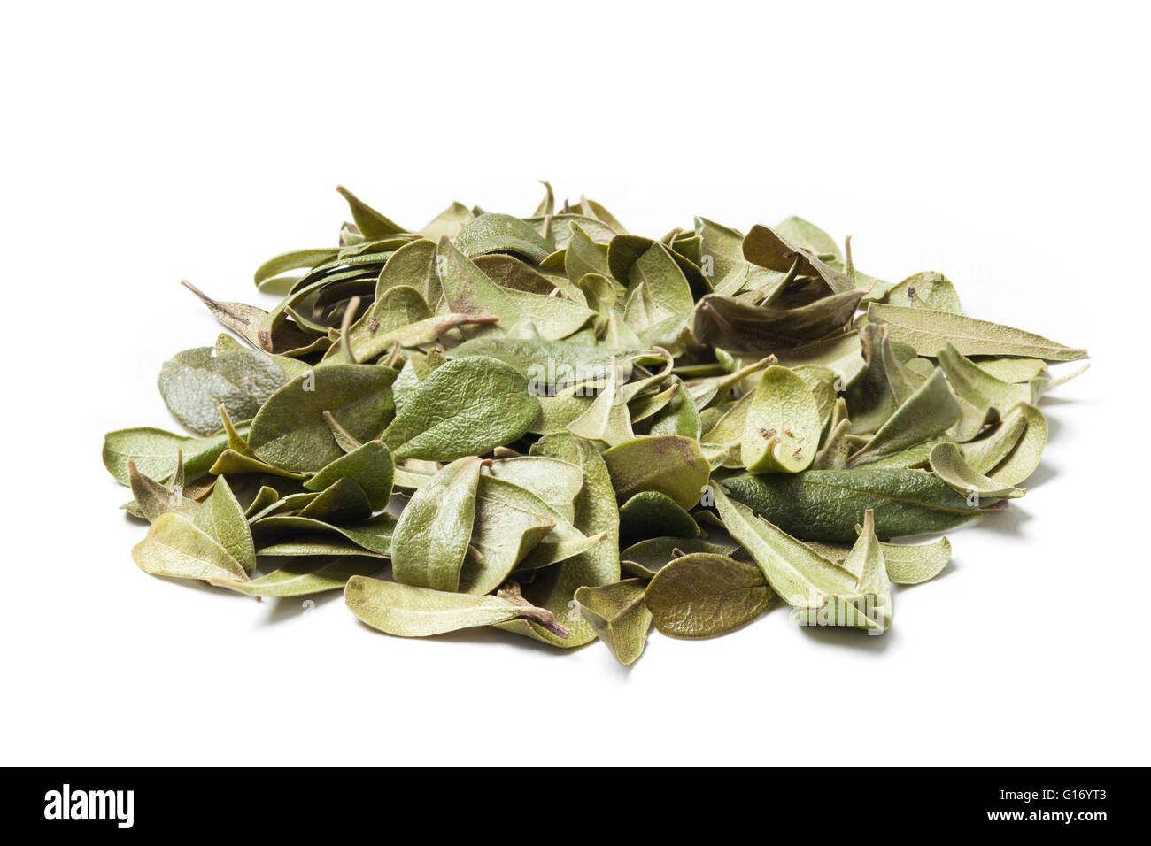 Bearberry leaves isolated on white background. Bearberry (Arctostaphylos uva-ursi) is a type of plant of the genus Arctostaphylo Stock Photo