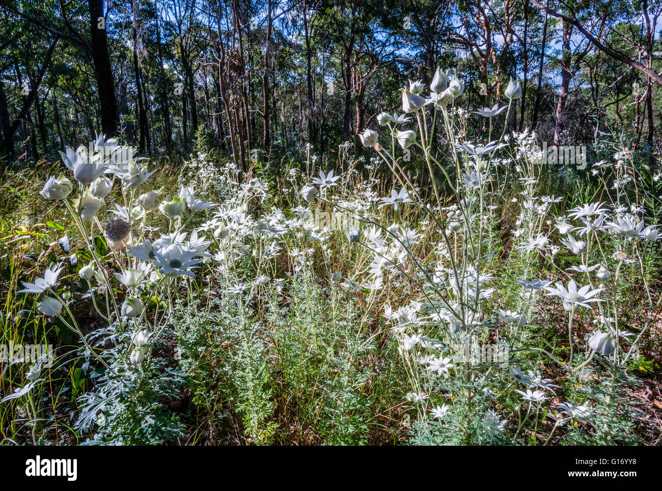 Australia, New South Wales, Central Coast, Flannel Flowers, Actinotus helianthi at Bouddi National Park Stock Photo