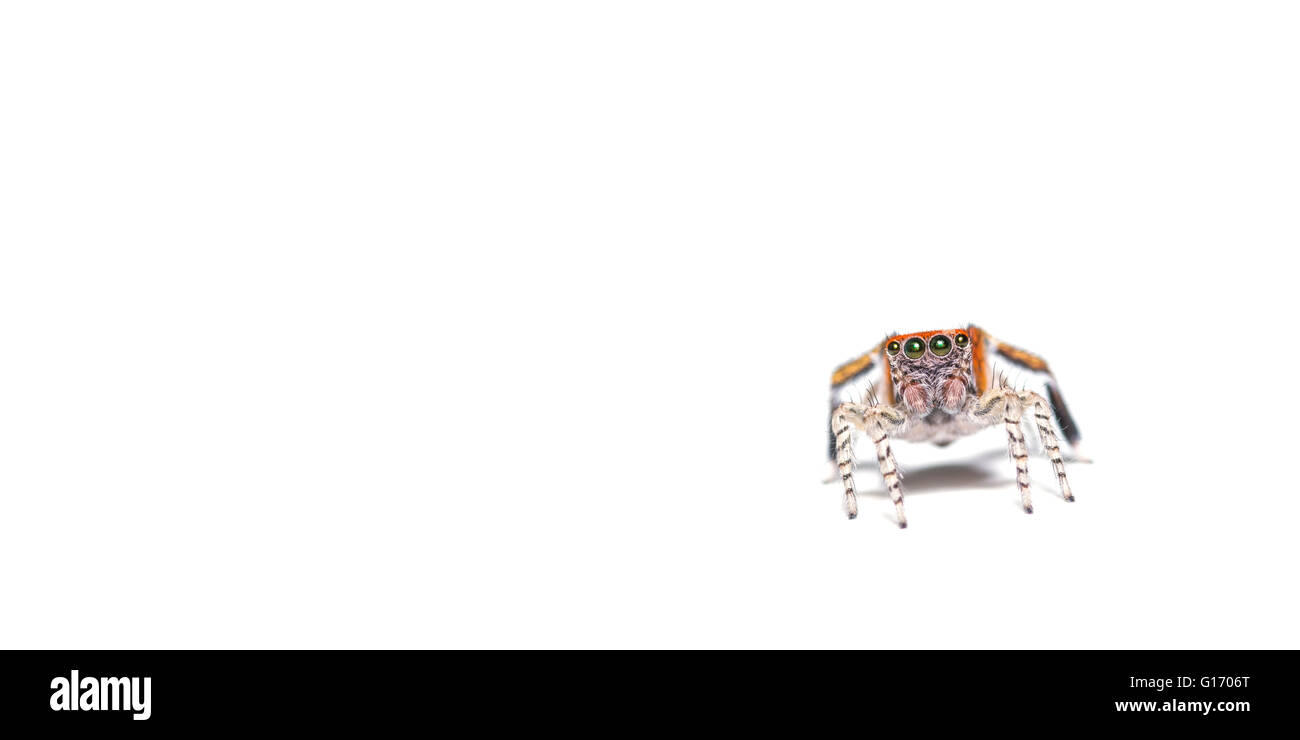 Little Spider salticidae on white background Stock Photo