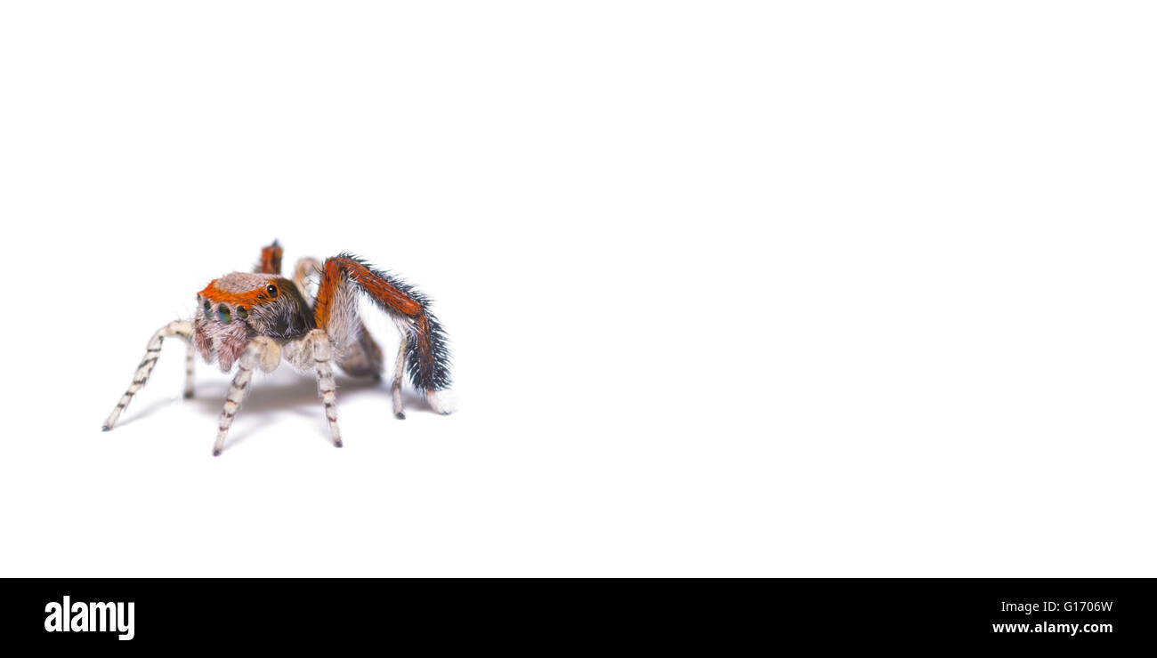Little Spider salticidae on white background Stock Photo