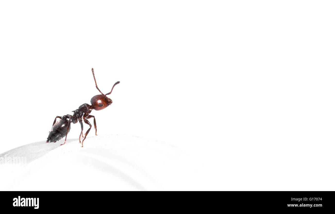A Ant pose Stock Photo