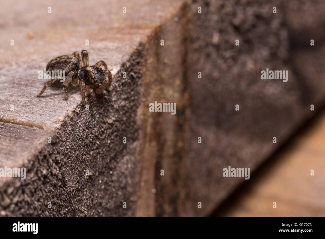 A spider jump at wood plank Stock Photo