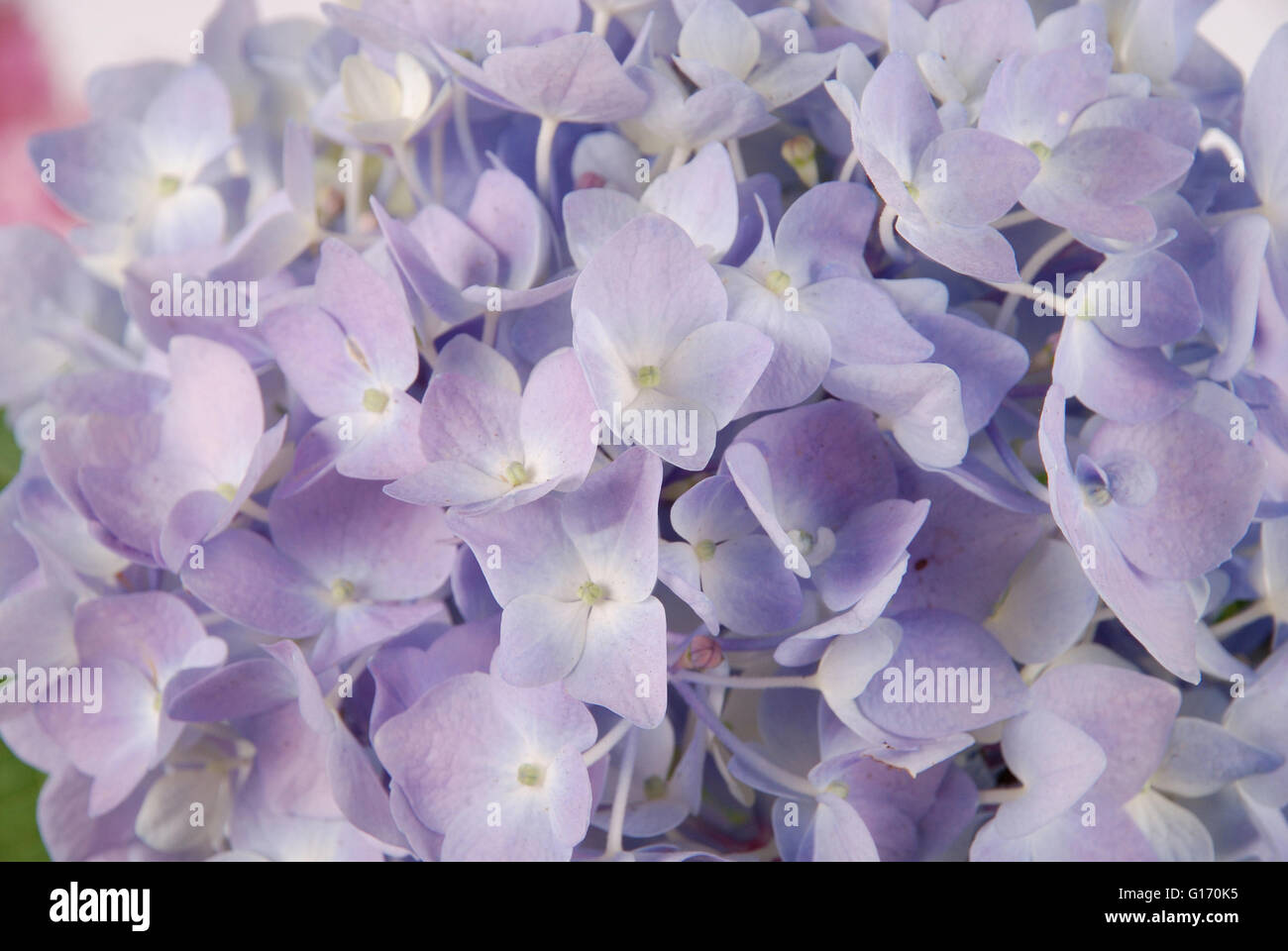 Beautiful blue hydrangeas flower background. Natural color. Stock Photo