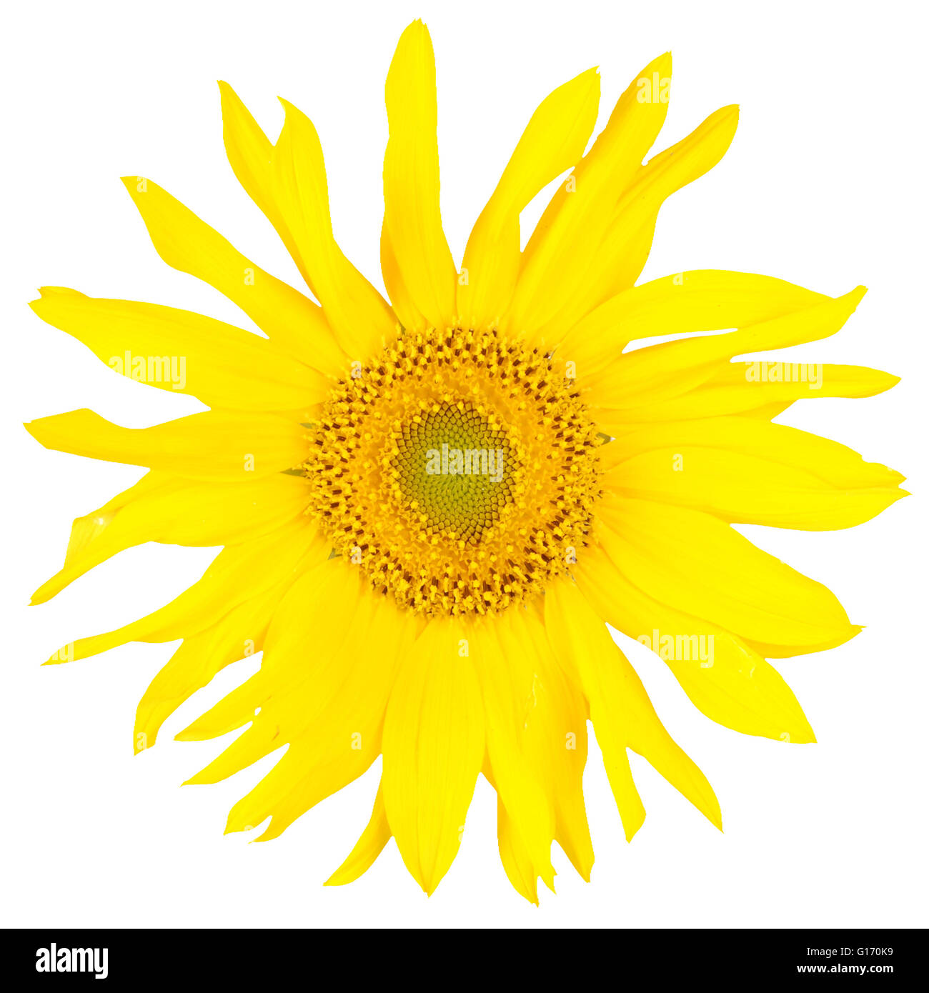 Beautiful yellow sunflower isolated on white. Close-up Stock Photo - Alamy