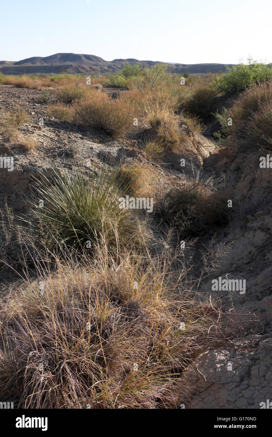 Desert floor at Study Butte, Texas, just west of the Big Bend National Park. Stock Photo