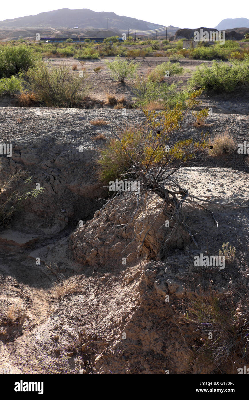 Desert floor at Study Butte, Texas, just west of the Big Bend National Park. Stock Photo